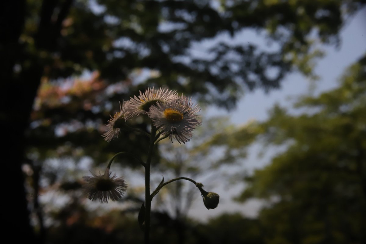 今日は疲れすぎたので寝ます😪
 #Canonphotographer