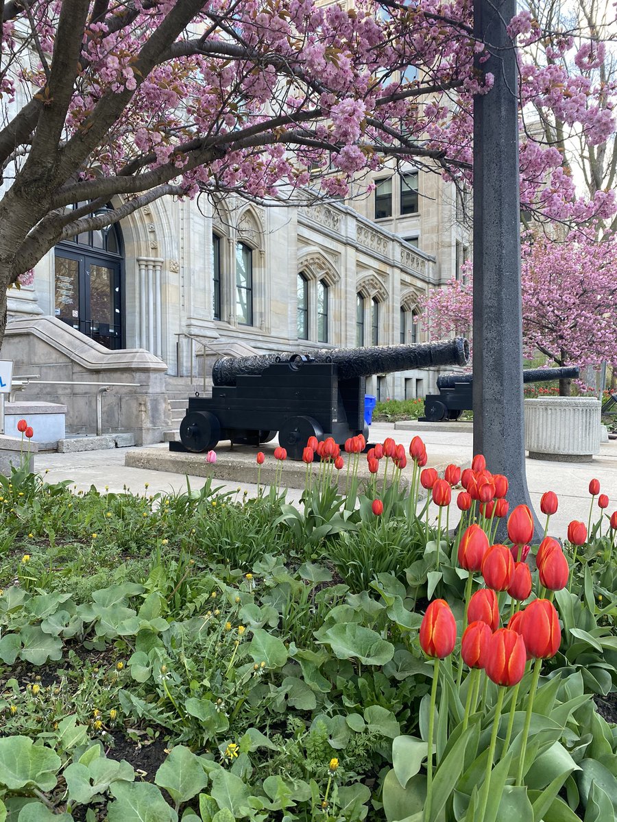 Tulips, cherry blossoms and cannons. It’s a beautiful day at Queen’s Park.