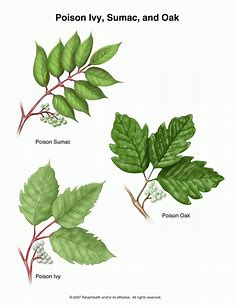 Be careful this season! Poison Ivy, Poison Oak and Poison Sumac are lurking around! Avoid contact with your skin & call #PPC at 1-800-222-1222 if you think you've been exposed. #PoisonPrevention #MrYuk