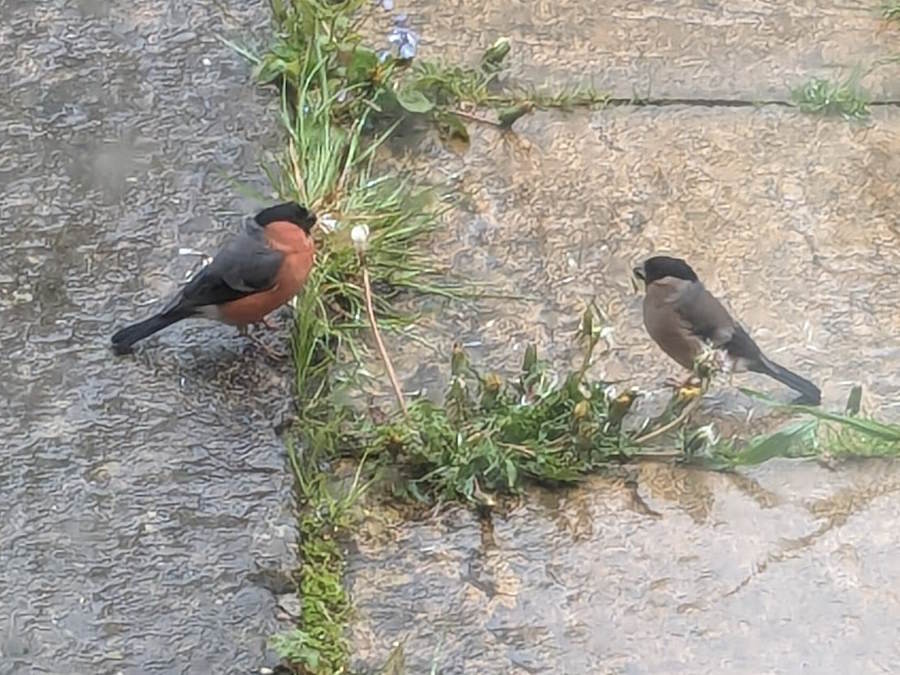 #NoMowMay in action. What good are dandelions? Just one dandelion plant growing through the cracks of our patio this grey, wet afternoon in Lincolnshire - feeding a pair of Bullfinches with its seeds. Still going to fire up the mower this weekend? @Love_plants @Natures_Voice