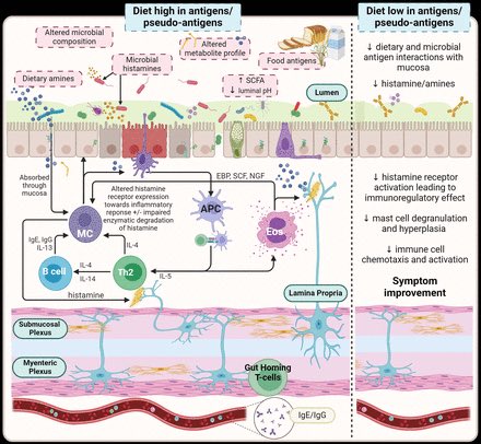 Why do patients with disorders of gut-brain interaction experience postprandial symptoms? #MedTwitter #GITwitter #DGBI gut.bmj.com/content/early/…