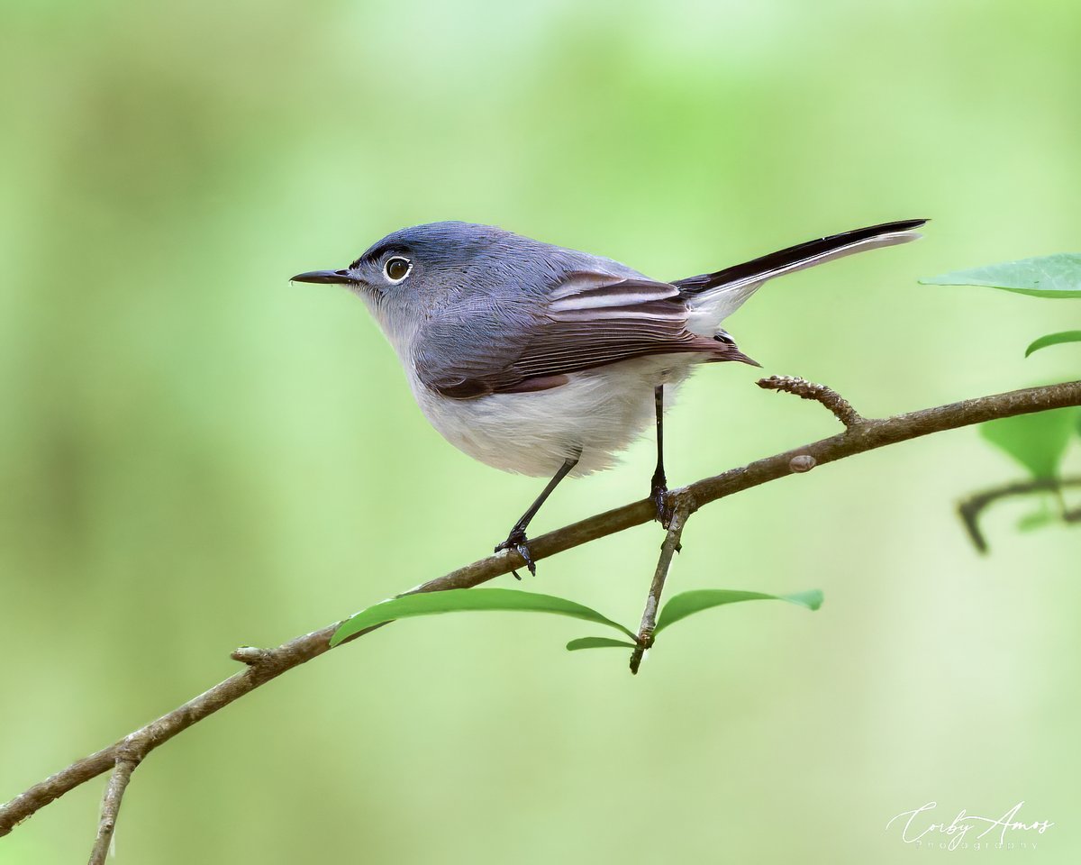 Adorable Blue-gray Gnatcatcher
.
ko-fi.com/corbyamos
.
linktr.ee/corbyamos
.
#birdphotography #birdwatching #BirdTwitter #twitterbirds #birdpics #BirdsofTwitter
