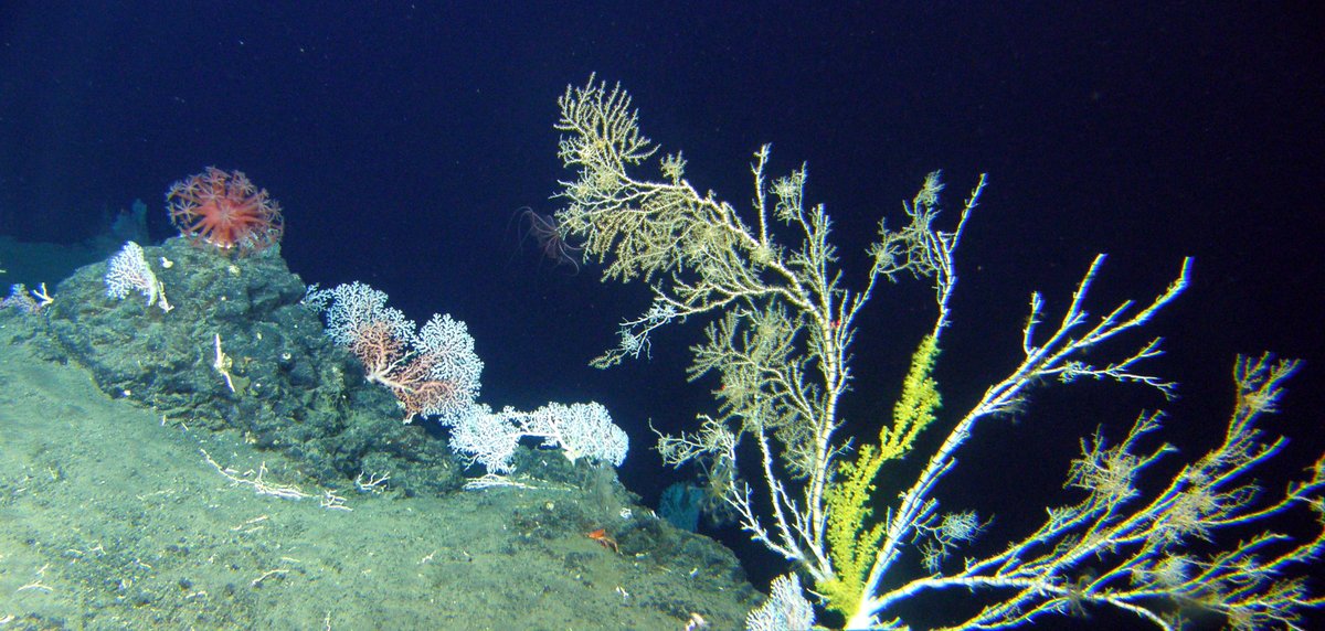 Action to prevent Deep Sea Mining becoming a true ecological catastrophe. action.wemove.eu/sign/2023-03-s… @wemoveEU