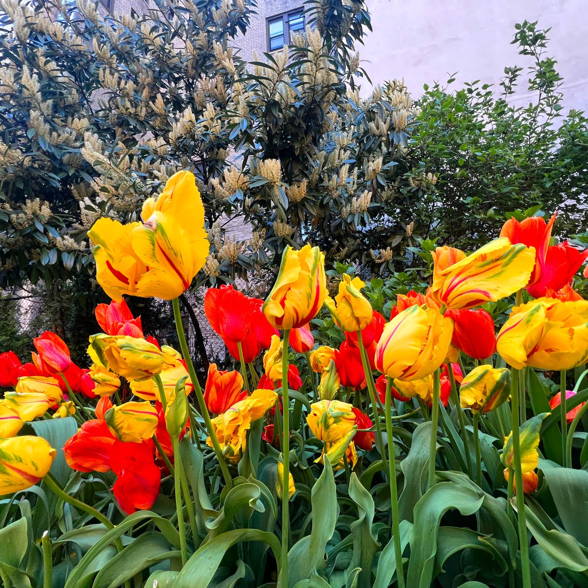 #AntiDiet
#NewYorkCity
#Manhattan
#UpperWestSide
#WestSideCommunityGarden
#WSCG
@WestSideGarden
#TulipFestival
#BriceDailyPhoto