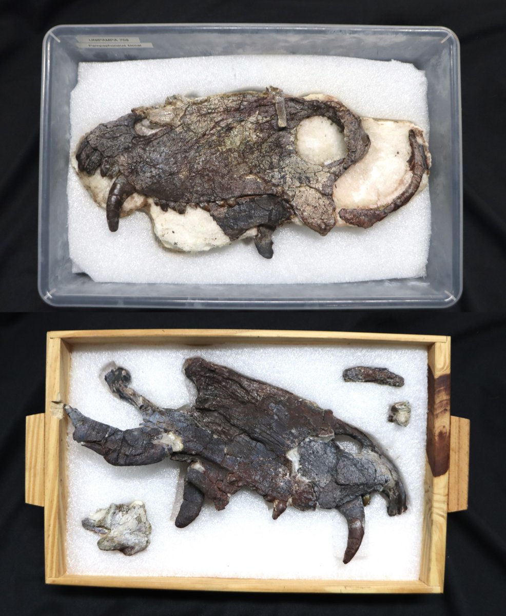 From excavation to publication: A glimpse into Unipampa's Pampaphoneus specimen! #FossilFriday