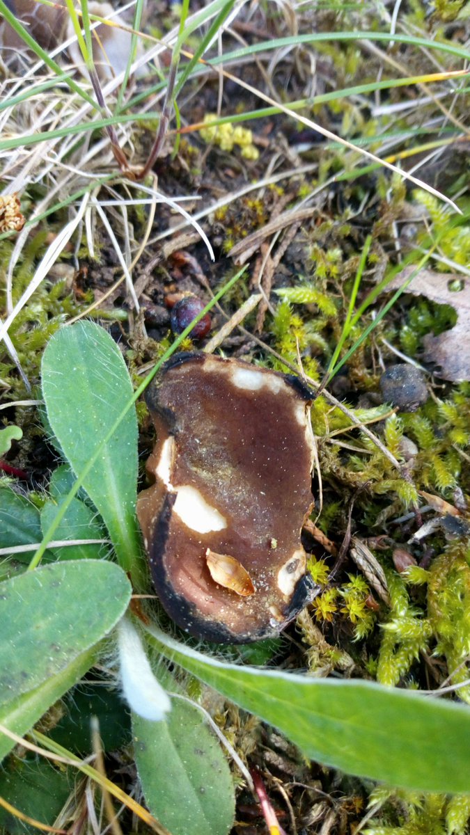 Sunburned peziza sp. Probably #SchwarzbraunerBecherling #PezizaOlivacea #Pilze #Mushroom #Fungi #MushroomMonday