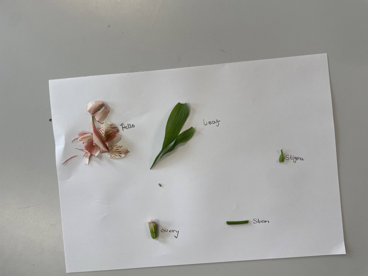 Today in Science we have been learning all about the different parts of a flower! We had a go at dissecting a flower & discussing why each part is important! 🌸🪴 #independence @DixonsMP