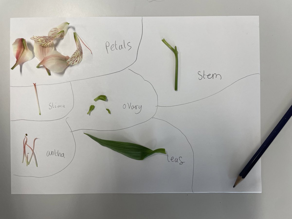 MissMackenzie20's tweet photo. Today in Science we have been learning all about the different parts of a flower! We had a go at dissecting a flower &amp; discussing why each part is important! 🌸🪴 #independence @DixonsMP https://t.co/6czTikcH30