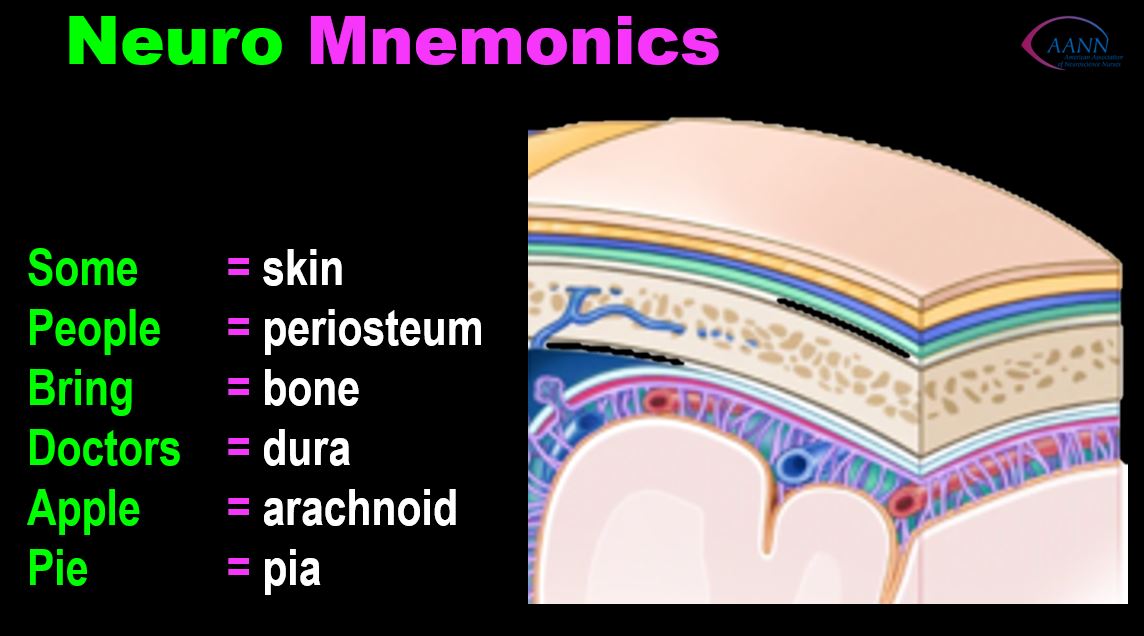 Mnemonics help #neuronurses and #neuronerds remember and #educate #nurses during orientation. commons.wikimedia.org/wiki/File:Imag… @NeuroNursesAANN