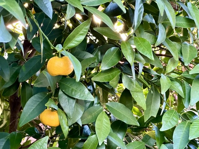 「タチバナ」(橘)は、かつて日本原産だとされてた柑橘類ですが、遺伝学の驚異的な成果により、かなり古い時代に台湾から沖縄を経て、日本列島に伝わったことが示唆され、しかも、世界の多くの柑橘類の祖先の一つにあたる「マンダリン祖先種」に近い性質を残してるのが、タチバナだとも評価されてるとか