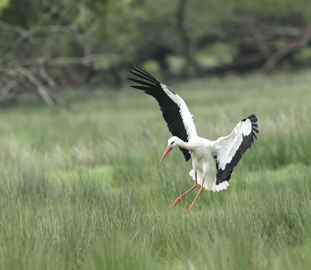 @SurreyBirdNews White Stork at Pyrford not showing any Jewellery