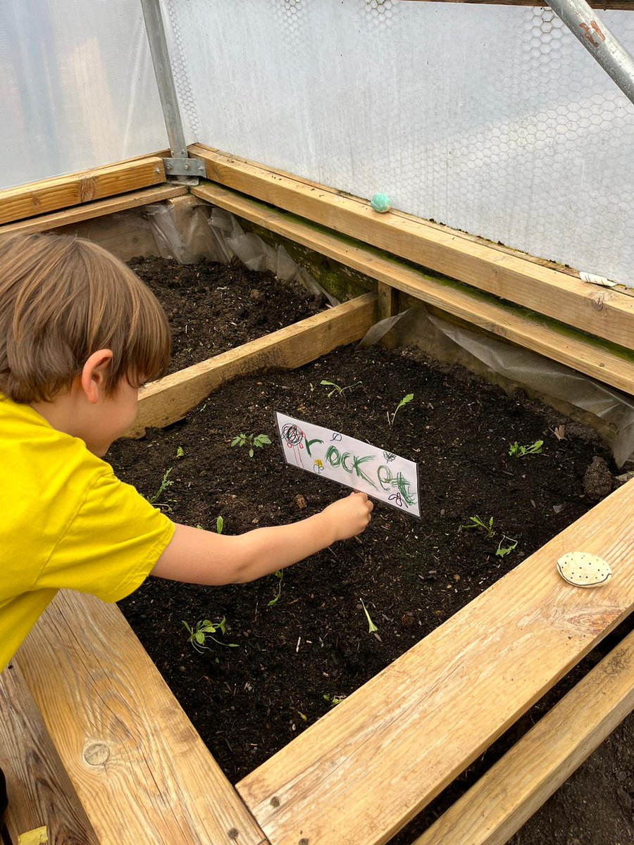 Watering & making signs for the vegetable plants in the polytunnel in the afterschool club with Pippa @SurreySqSchool 🥬🥕🥬 Lots of chat about healthy eating and cooking #newskills #foodeducation #enjoyment #growyourown #GardeningTwitter #outdoorlearning