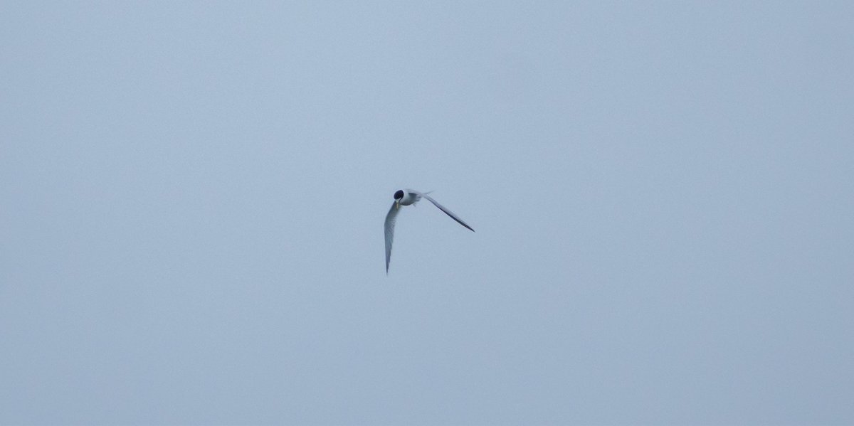 #NorthantsBirds Some record shots of the 2 Little Terns at Irthlingborough Lakes this morning @bonxie
