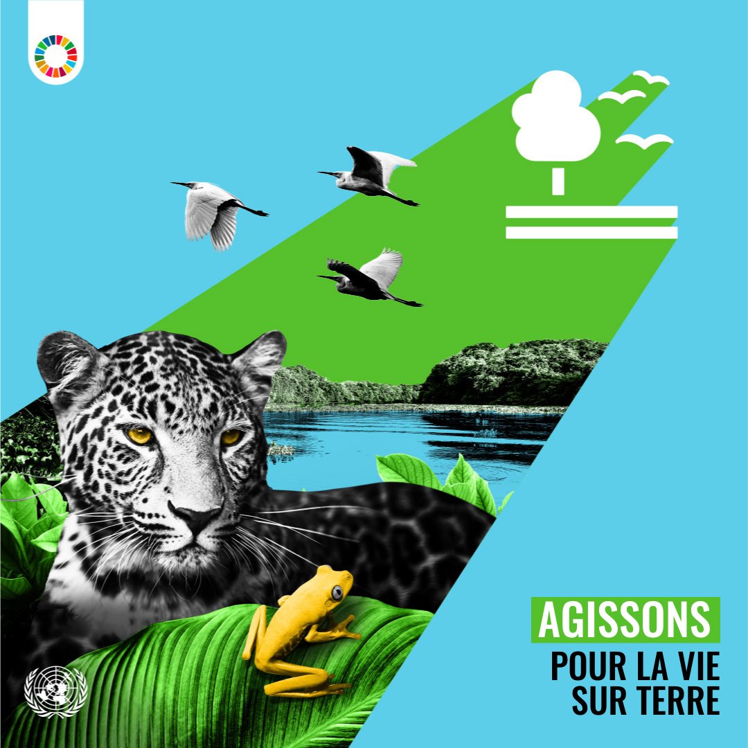 La vie terrestre est l'objectif du mois de mai de @GlobalGoalsUN ! L'humanité dépend de la nature pour sa survie mais la menace également, plus d'un million d'espèces sont en danger d'extinction. Les #ObjectifsMondiaux sont essentiels pour y faire face : un.org/sustainabledev…