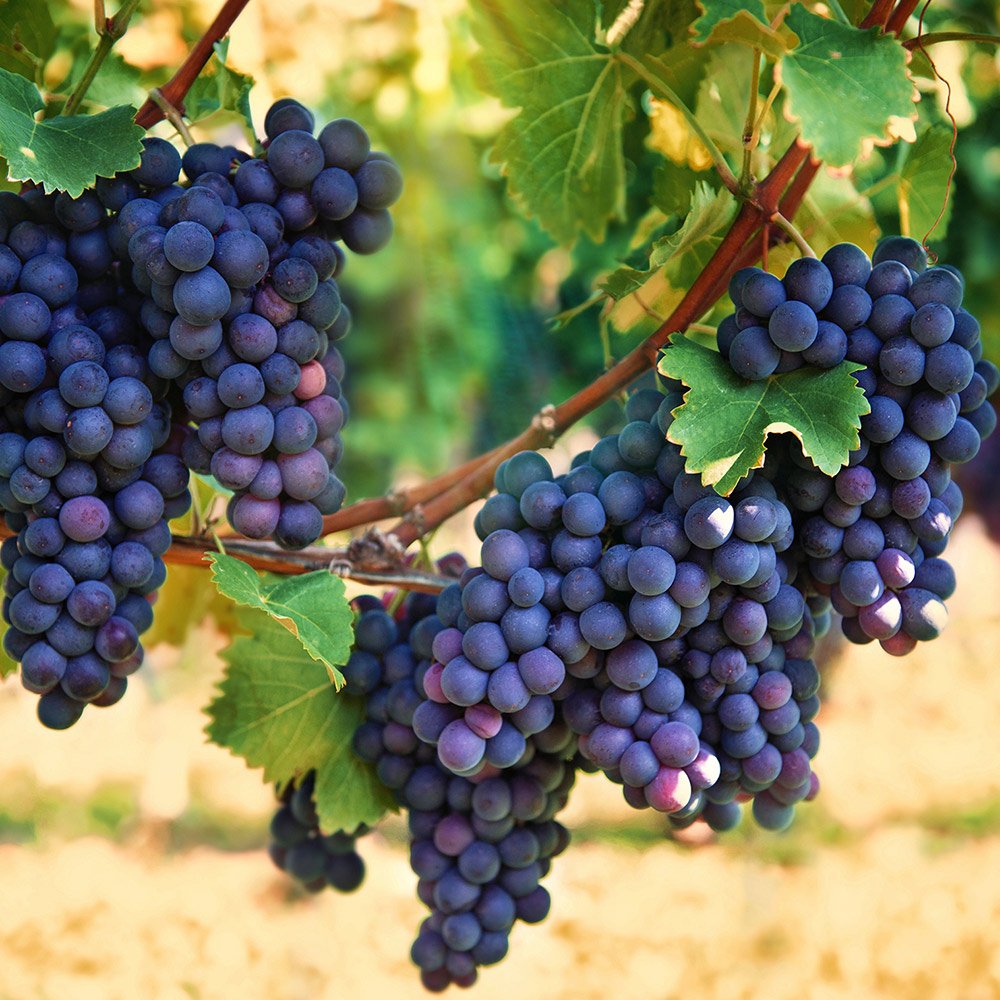 Brazil is the largest producer of grapes in the world, while India ranks as the second-largest producer.

By 2030, these two countries are projected to contribute approximately 25% and 20% of the world's total grape output, respectively, with Brazil accounting for around 10…