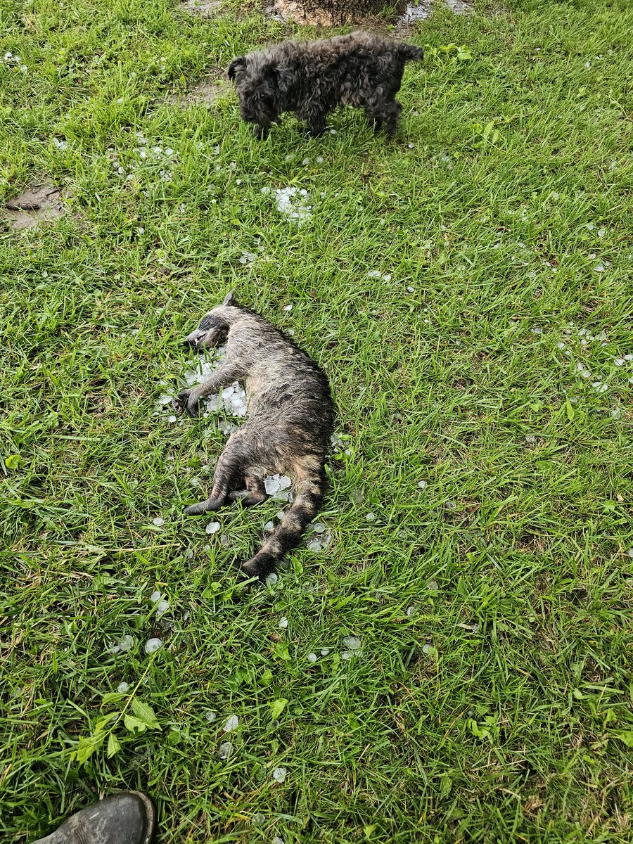 marioncofarmer's tweet photo. It was one wild afternoon yesterday.
High winds,golf ball sized hail. 14 windows the enclosed trailer and this poor trash panda took the brunt of it.
God damn that was unpleasant #Midwestweather #ohhail #deadasscoon https://t.co/hkO2G6adrS