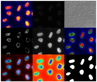 🔴Join us on an Image Analysis Course in Copenhagen, 14-21st June 2024! The program includes sessions dedicated to working on your own projects, with advice, supervision, and support from experienced teachers who are there to help every step of the way. eventsignup.ku.dk/imageanalysisc…