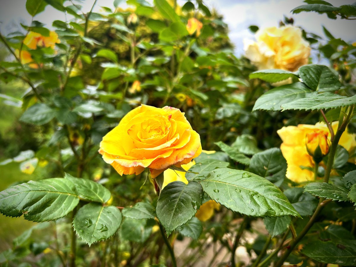Den Rosen im Garten ist der Regen grad völlig egal.
Schönes Wochenende!