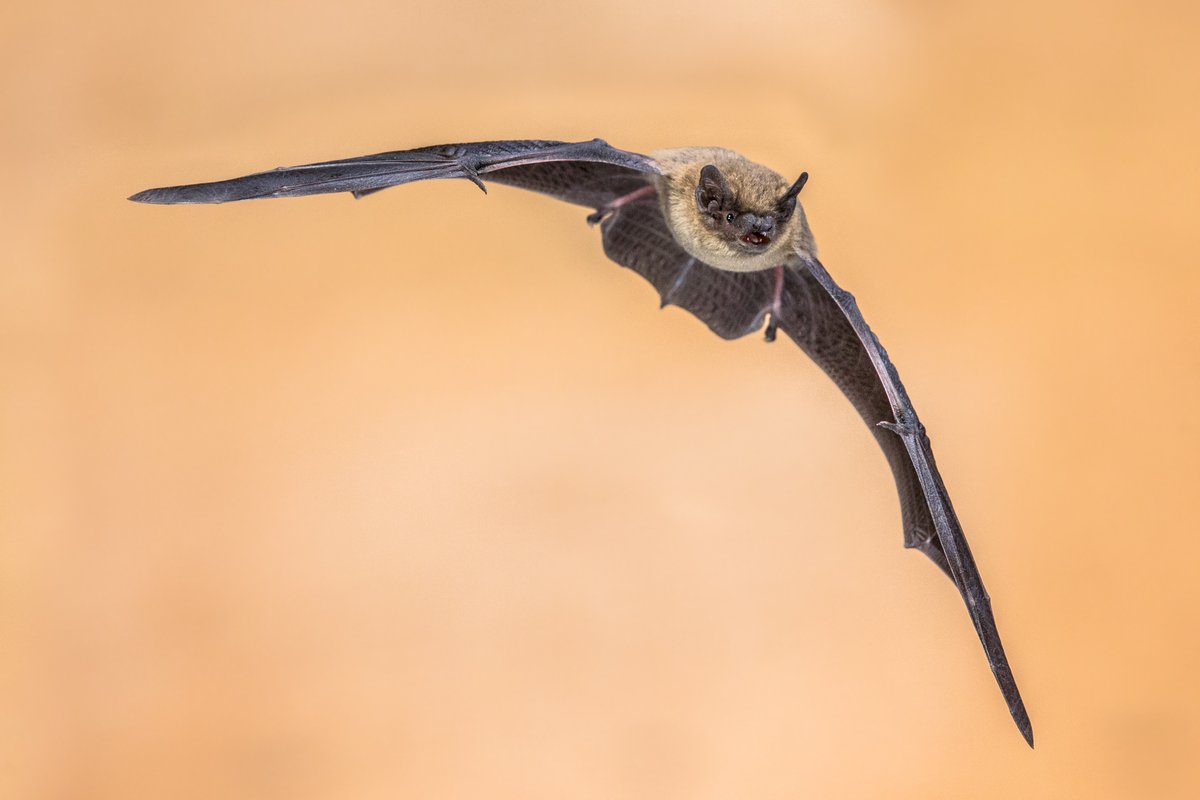 Getting on ecologists’ sonar! Surveying is what we are very good at and not just species, but recognising talented ecologists too! 
Hiring for an experienced #Ecologist (1 Protected Species licence) to join our exceptional ecology depart. hr@jba-landmarc.com 01284 335797