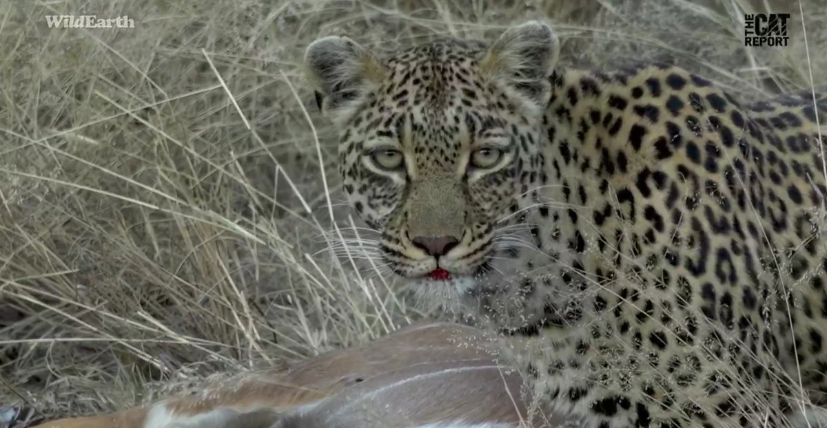 #Wildearth Happy Leopard Day 🐆 so grateful I've got to know some brilliant leopards over the years thanks to WE,
Going to be lurking a bit ,chest is not to good today 🤷 welcome back Tristan 👍hi everyone 💕