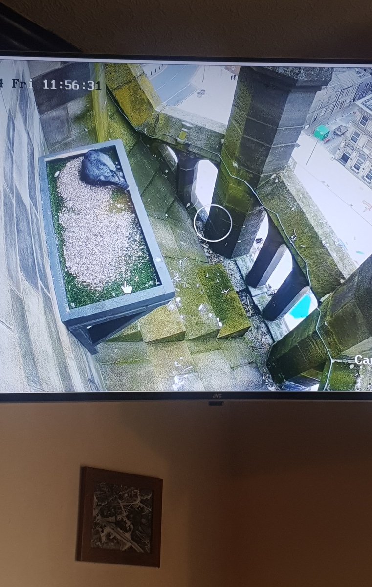 live webcam feed of the Peregrine Falcons nest up in the clocktower of #rochdaletownhall Not a bad way to pass half an hour or so earlier. 😃