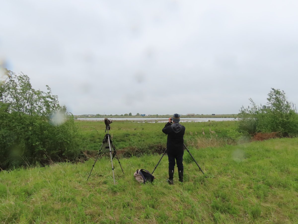 Black Tern at West Brook Pit this morning! <a href="/CambsBirdClub/">Cambs Bird Club</a>