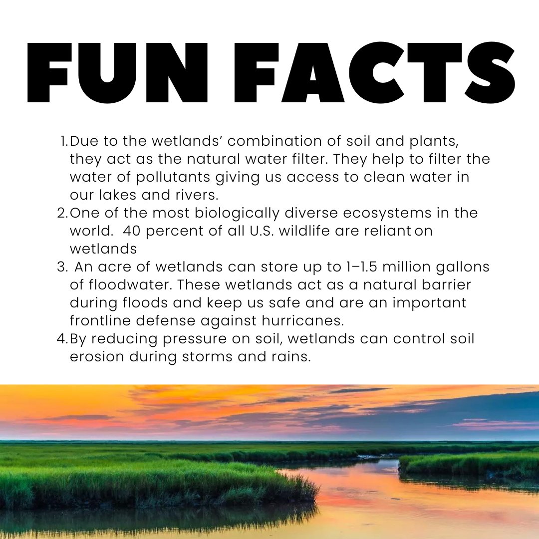 Did you know? American Wetlands are nature's superheroes! They filter pollutants for clean water, 40% of U.S. wildlife are reliant on this ecosystem, and they can store up to 1–1.5 million gallons of floodwater, protecting us during storms. Celebrate #AmericanWetlandsMonth!