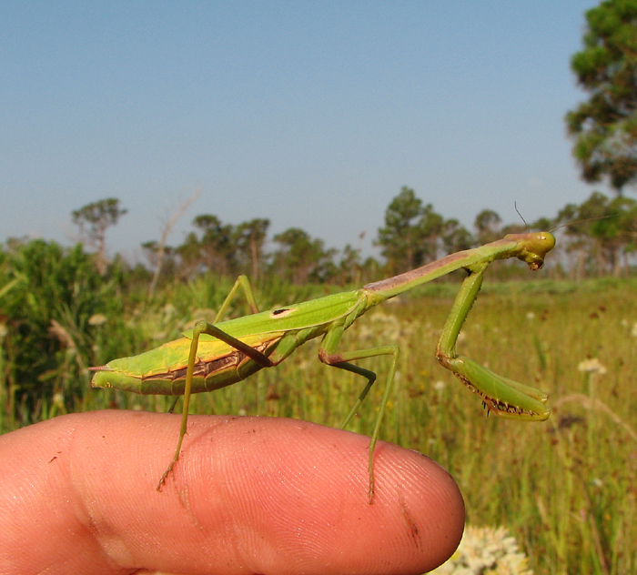 Mantid expansion into North American salt marshes doi.org/10.4039/tce.20… #NewInCanEnt