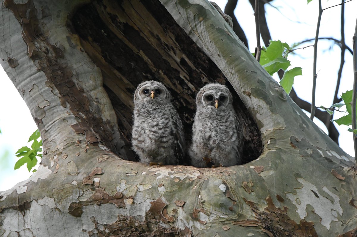 dcfeng's tweet image. Finally I saw them! @drennack