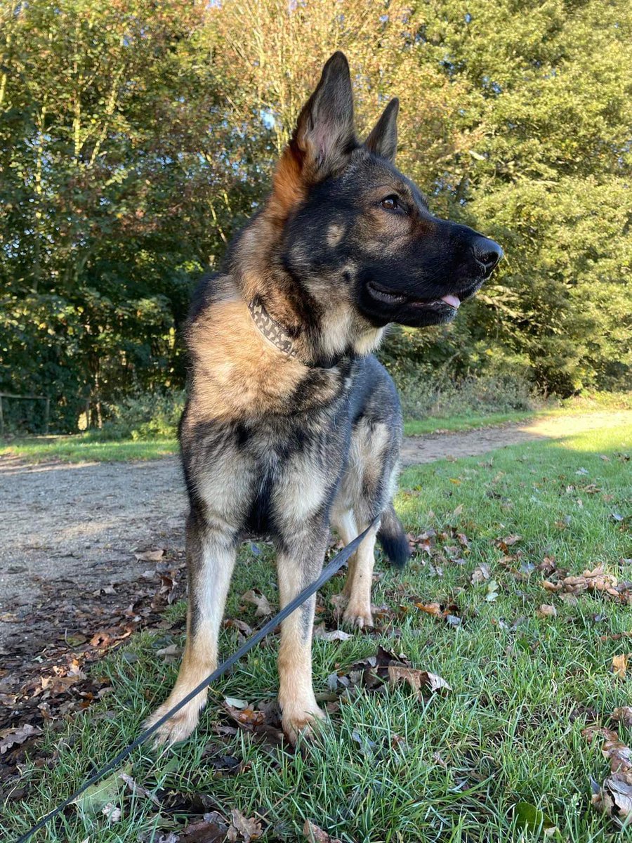 Buddy is 2yrs old and he came to us via the pound, Buddy is looking for a child and pet free home as he does over bond with one person in the home #dogs #germanshepherd #Essex gsrelite.co.uk/buddy-12/