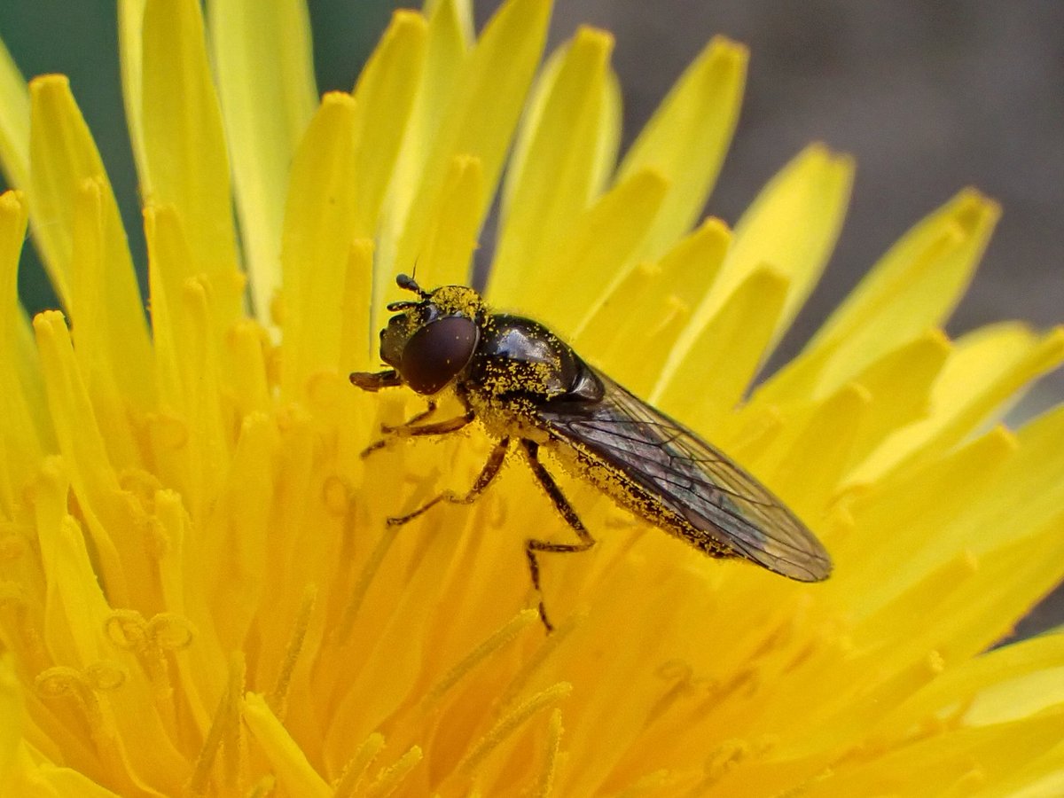 Also there was a ♀ Platycheirus albimanus engaged in the typical 'head down, ass up' technique for getting at Dandelion nectar. She got absolutely caked in pollen; a few breaks were needed for a wee clean. Job done from the plant's perspective - Montrose, Angus #hoverflies