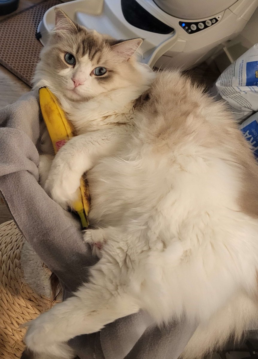 Smickt1's tweet photo. @matoubaa (I turned don into a banana) https://t.co/kLaOk58oRg