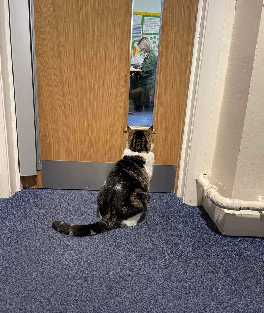 Waiting for an audience with the headteacher. 
I’m going to recommend they add prawns to the school dinner menu and get more cushions for the library. 
#catsoftwitter #cats #Hedgewatch