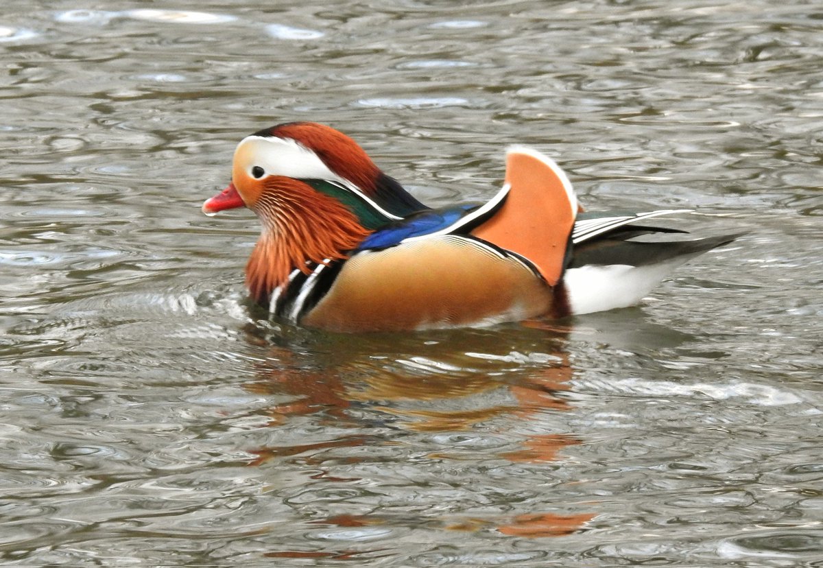 Good Morning 😊 Friday is here and it's a bright dry start. I'm off to cut the grass at my Mams before treating her to a fish and chips lunch. #mandarin on my local duck pond