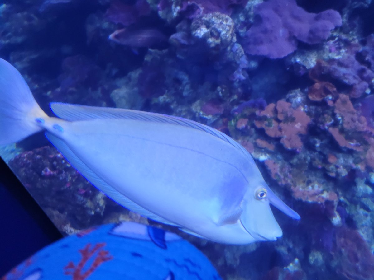 Fun day out checking out the tropical fish of the pacific at the @MauiOceanCenter on our last visit to Maui, Hawaii.

Find more out on the blog, click link on the bio or  visit: voyageravecdanik.com/post/top-place…

#maui #hawaii #fish #seetheworld #wanderlust #visitusa #usa #beach #ocean