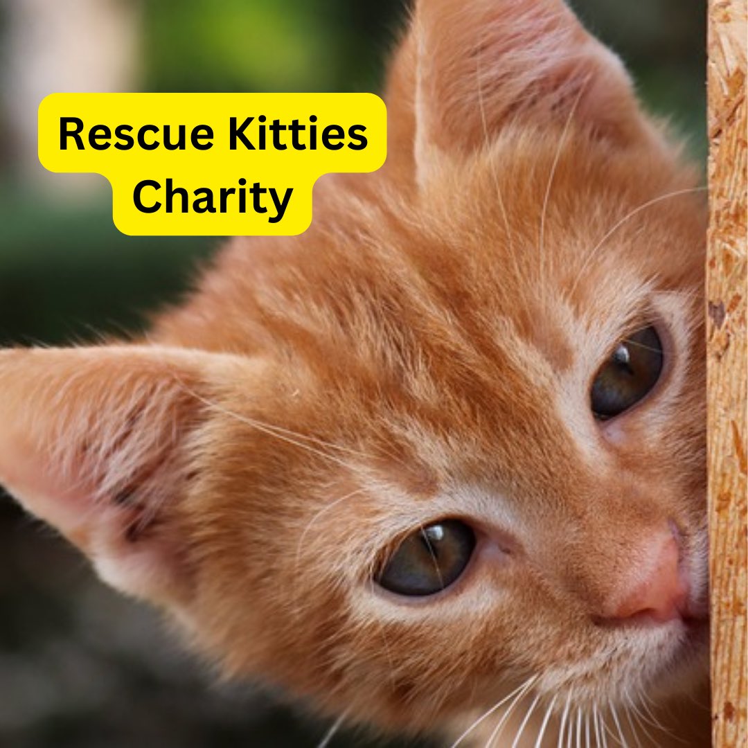 Rescue Kitty charity has been added to the directory ❤️🐾

Please check out this amazing charity.

#animal #animals #animalcharity #charity