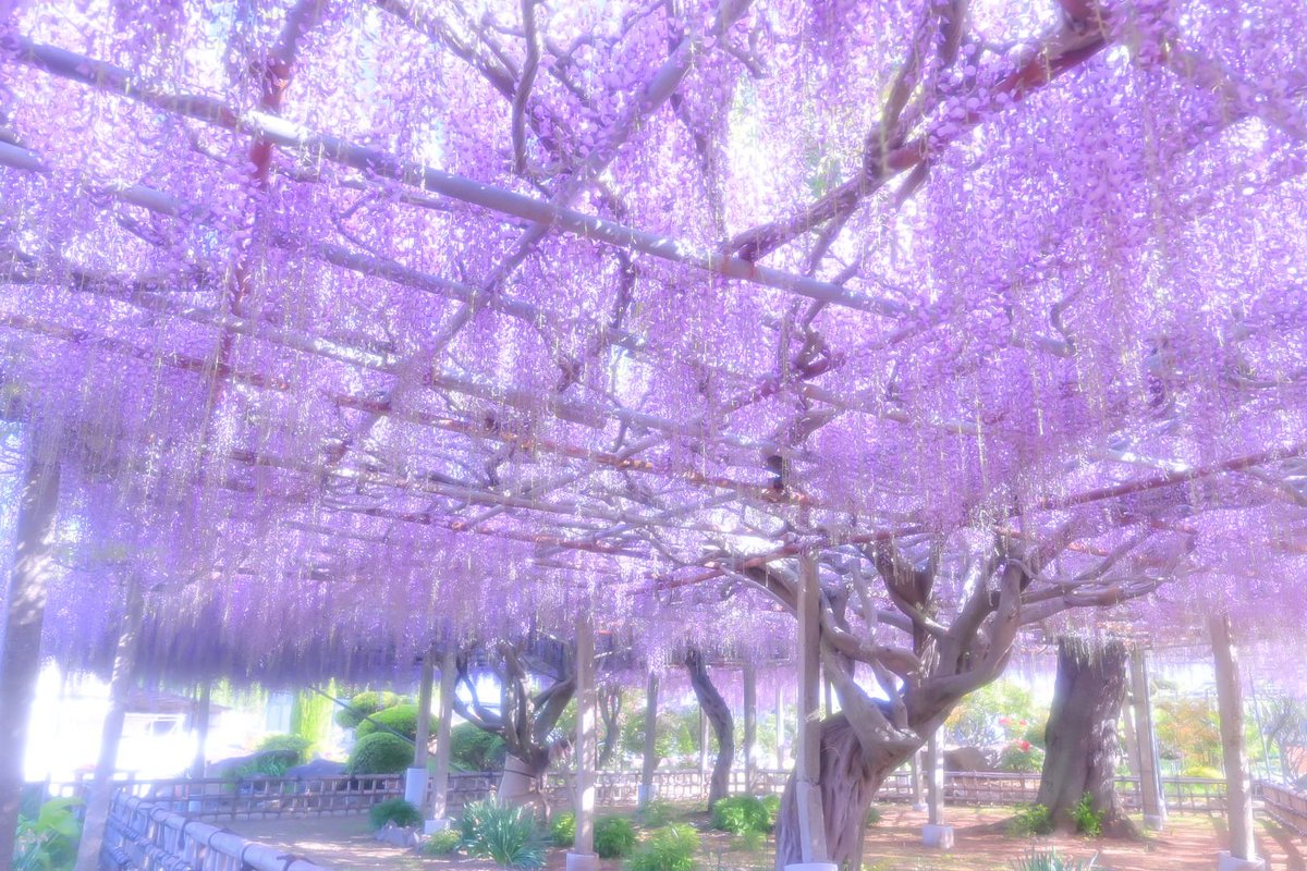 須賀川市、吉美根ふじ園にて

#藤の花 
#私とニコンで見た世界 
#ファインダー越しの私の世界 
#写真で伝える私の世界
#D780
＃空ネット