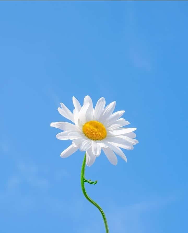 White flowers convey messages of sympathy, they represent things like thoughtfulness, reverence, modesty, Humility, forgiveness, elegance among other things.