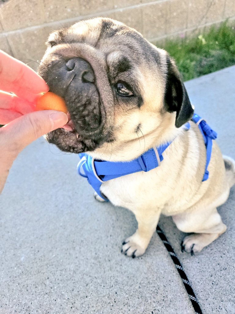 🐶「ぼく、ハーネス買ってもらったで♡最近ピチピチやってん。ブルー似合う？」
引っ張られた時に脱げた事あって、YouTuberのフィっちゃんのハーネスなら脱げにくいかも！と。綺麗な色♡着脱しやすく気に入ってる☺フィっちゃんと色違いで嬉しいね～ぽんず♡
#パグ 
#ruffwear
#felixandpapa