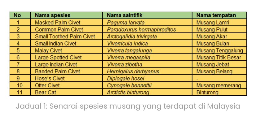 Things I find cool about Malaysia: that we have 11 species of civets (musang) here.