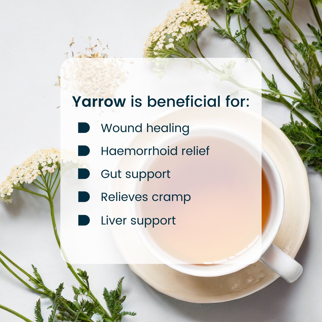 Discover the wonders of Yarrow!⁠
⁠
An ancient remedy, this therapeutic herb is rich in vitamins, minerals, flavonoids & antioxidants.
⁠
Enjoy the leaves in salads or brew some tea – it pairs perfectly with dandelion, chamomile or elderflower 🌱⁠