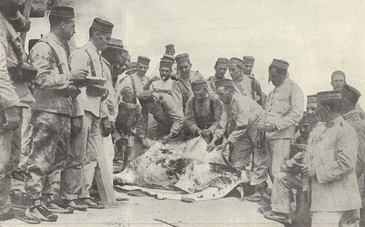 RANCHO CUARTELERO. Soldados descuartizando una res en el campamento. Esta fotografía nos traslada a las Campañas de Melilla en 1909, y actualmente se conserva en la Biblioteca Central Militar. #IHCM #Melilla #EjércitodeTierra