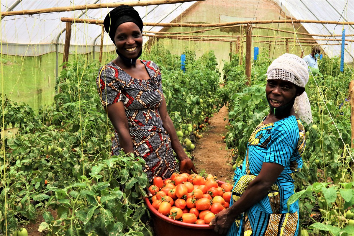 2026 has been declared by the @UN General Assembly as the International Year of #WomanFarmer. It will increase awareness of the crucial role #women farmers play in #agrifoodsystems. @FAO that will coordinate the year applauds the decision👉🏽fao.org/newsroom/detai……