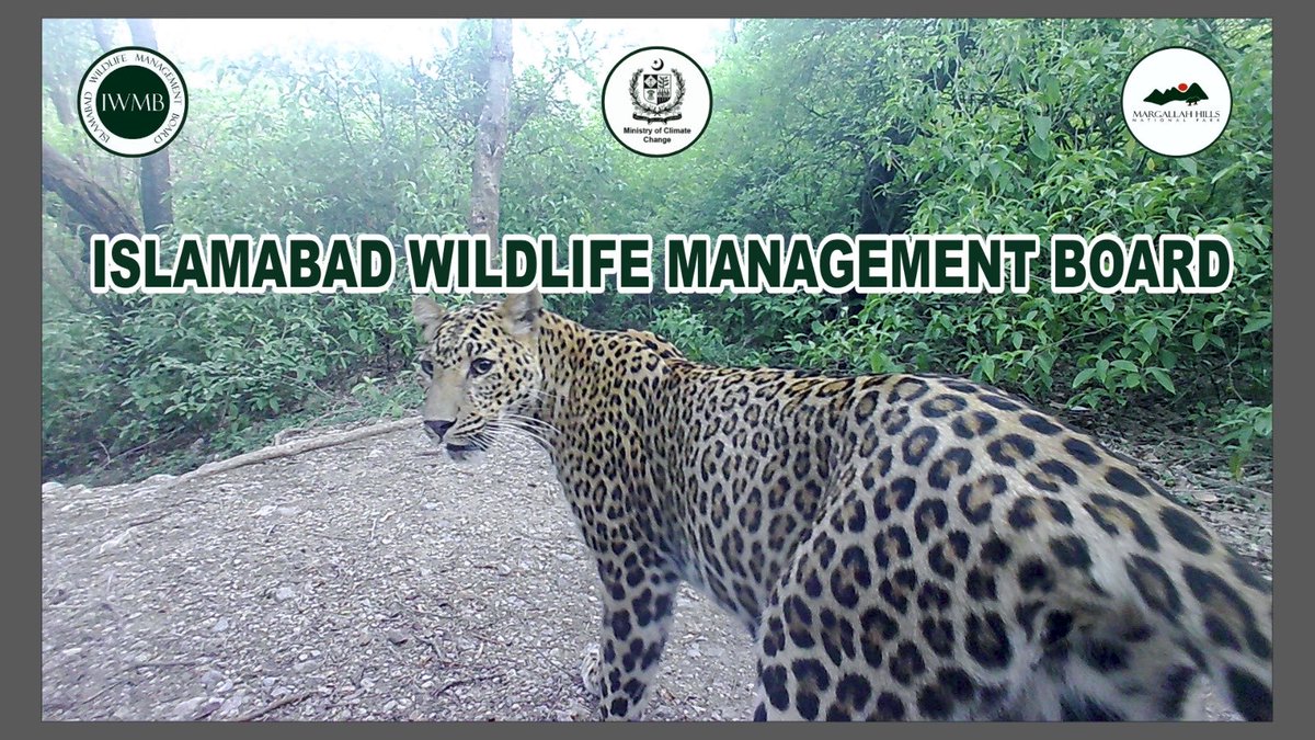 It’s Leopard Day today! Good news is that ⁦@WildlifeBoard⁩ was recently awarded ⁦@WWFPak⁩ scientific committee grant to raise awareness about leopards in villages living in MHNP to avoid conflict. Plus IWMB’s dedicated volunteer Asad Khan has donated 11 camera traps!