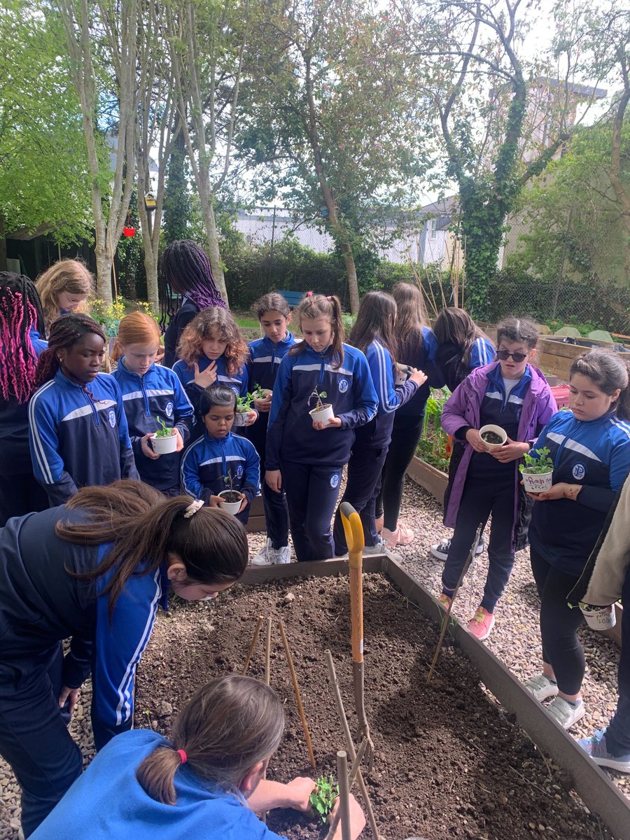 Fifth Class also had a great time planting their plants this week at Shandon Street Green Garden Allotments!🌱👩‍🌾😊 @giyireland @corkcitycouncil