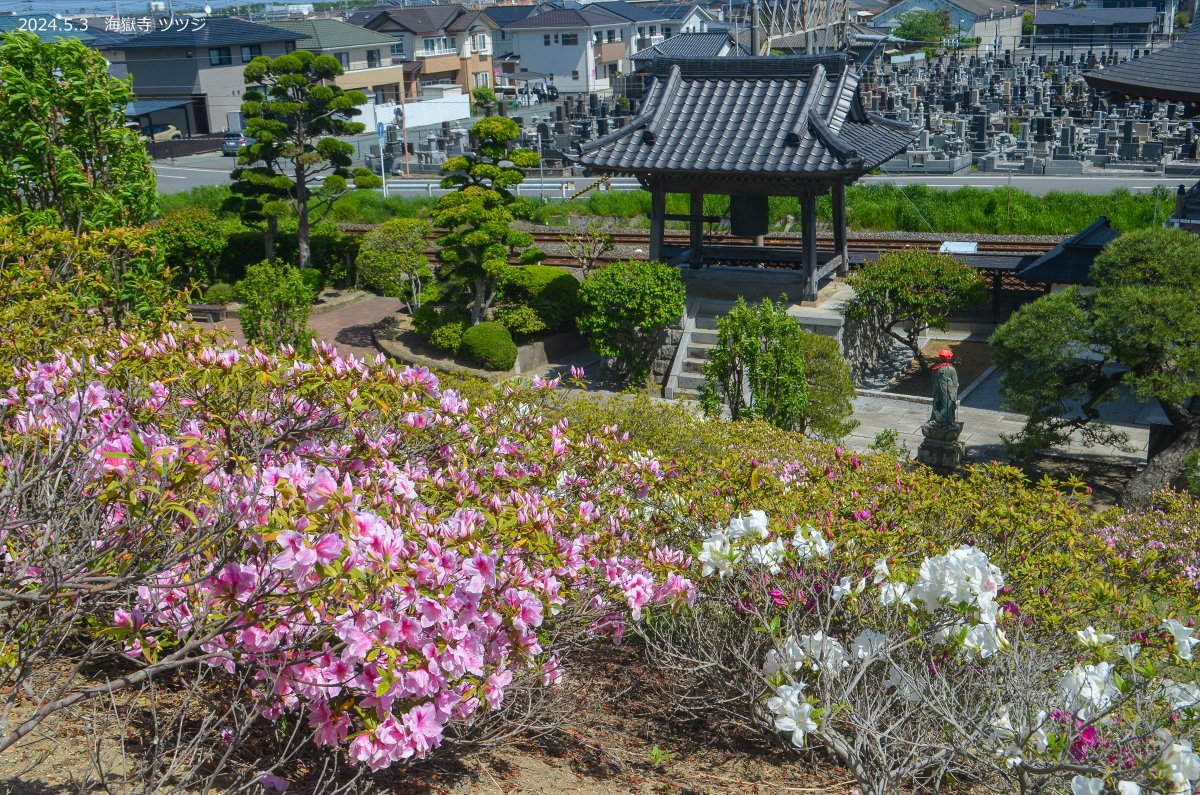 🔴🔴 #いわき市花情報2024 🔴🔴 海嶽寺のツツジ ꕤ 開花(5月3日現在) 四倉町の海嶽寺では、日差しを浴びてヒラドツツジが咲き始めました！ 約300株が植えられており、満開となるとピンクや白の花びらで境内斜面が鮮やかに染ります。見頃となるのは連休明けでしょう。 #空ネット #ふくいま #シェア天