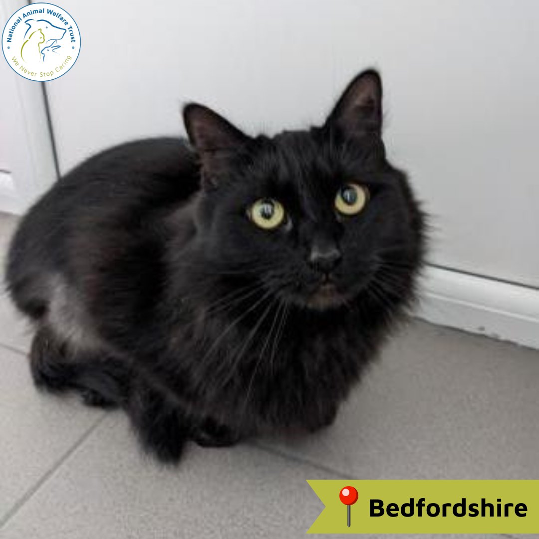 Nala is a beautiful loving cat looking for a forever home. She is very shy and can be a little stressed but that doesn't mean she doesn't like a fuss, and as soon as she gets to know you she will come for cuddles! 🤗💙 nawt.org.uk/rehoming/anima… #nawt #cats #animalcharity