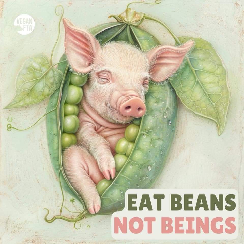 Eat beans 
Not beings
#Bevegan 
#beveganmakepeace