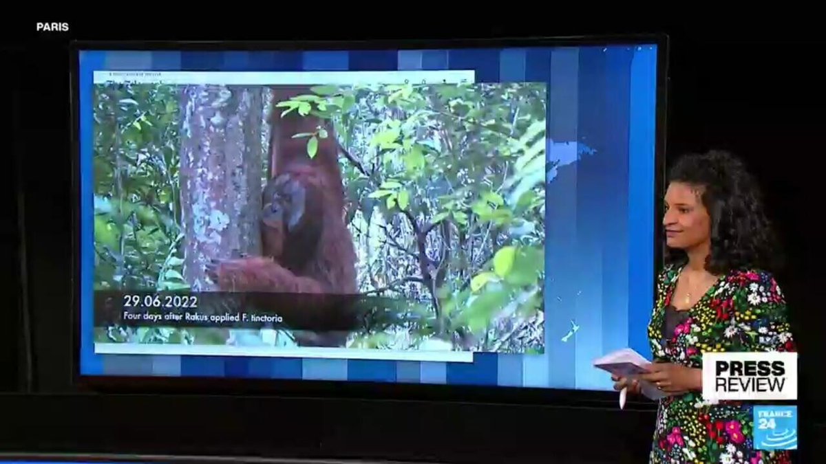 In the press - Researchers stunned after orangutan filmed healing own wound with medicinal plants ➡️ go.france24.com/Awi