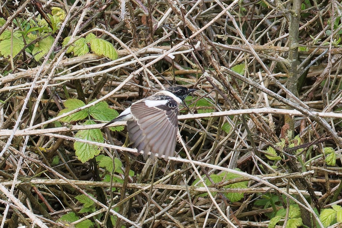 More photos of the Siberian Stonechat @Flamboroughbird taken this morning in the crop field showing some of the key features.